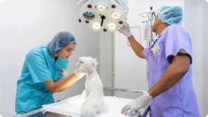 Minimally Invasive Surgery: A Game Changer for Pet Health